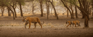 Gold Gemstone Tiger Jewellery – luxury handcrafted jewellery by Amanda Marcucci, Florence.